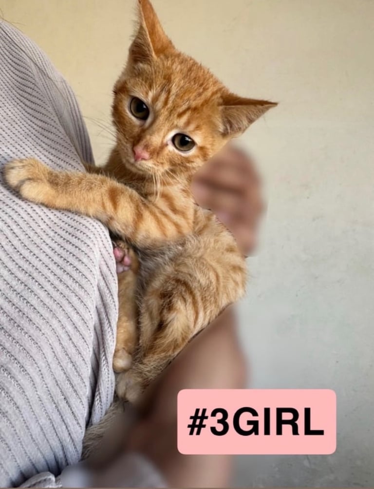 Beautiful kittens/cat ready for a loving home 