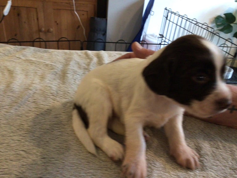 image for English Springer Spaniel puppies KC Registered 