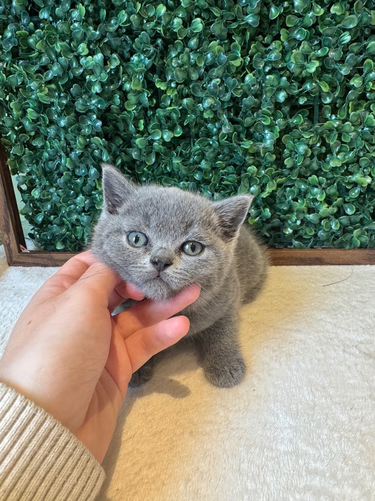 💕British Shorthair Blue Kittens💕