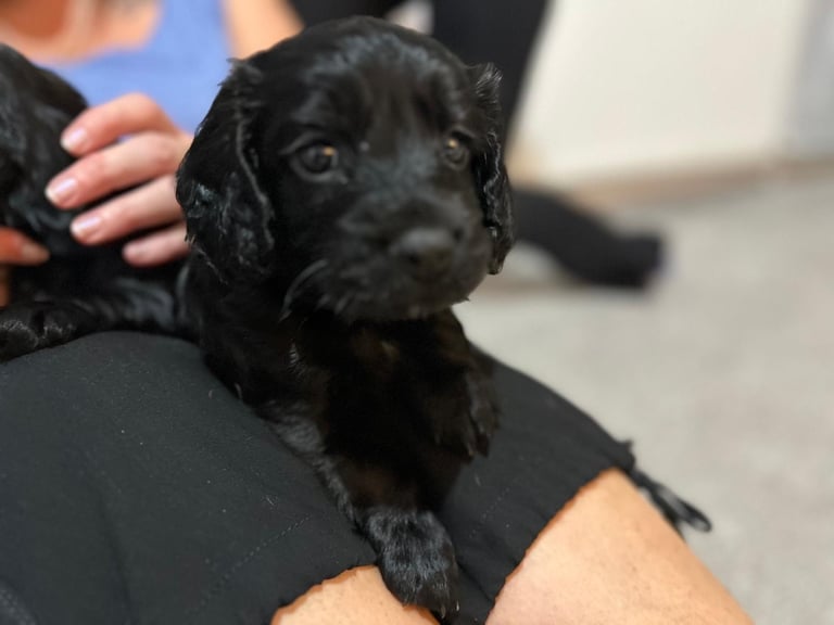 Sprocker puppies