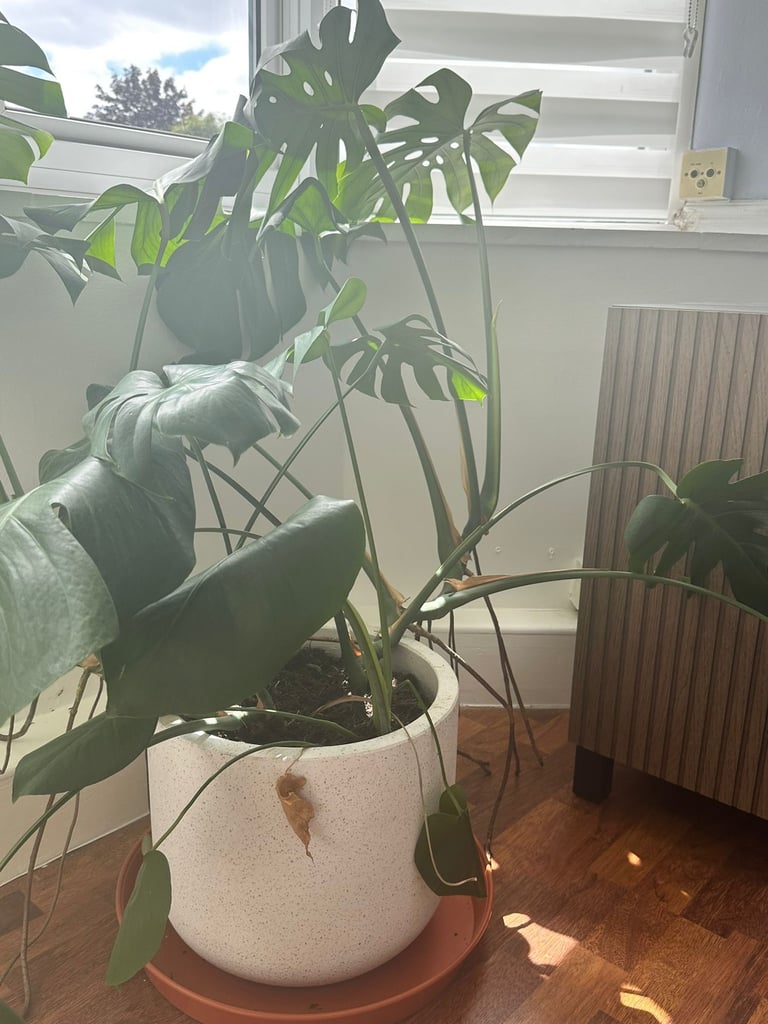 image for Ceramic pot