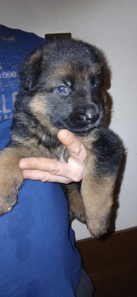 9 German Shepherd puppies for sale