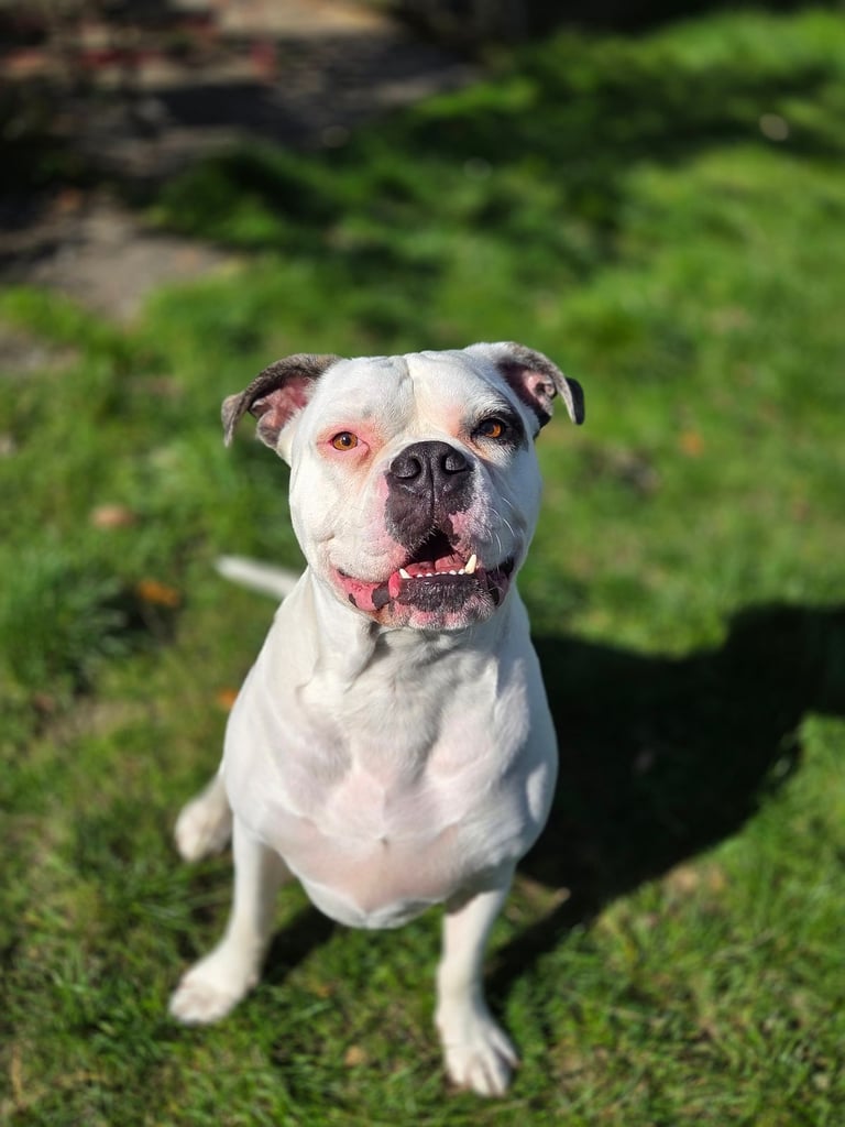 Rescue Ozzy! 3 year old American Bulldog