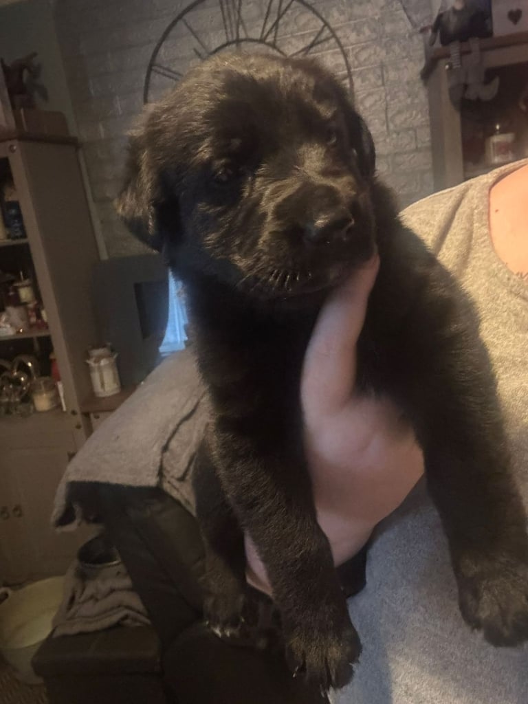 German Shepherd x Labrador puppies