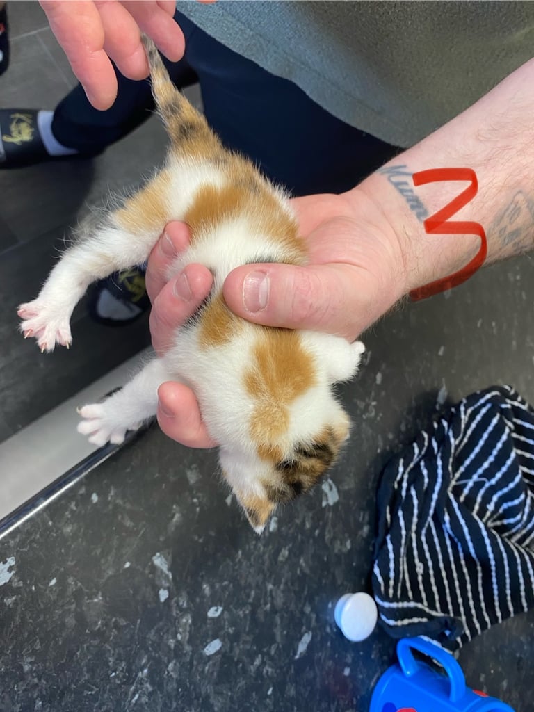4 beautiful kittens