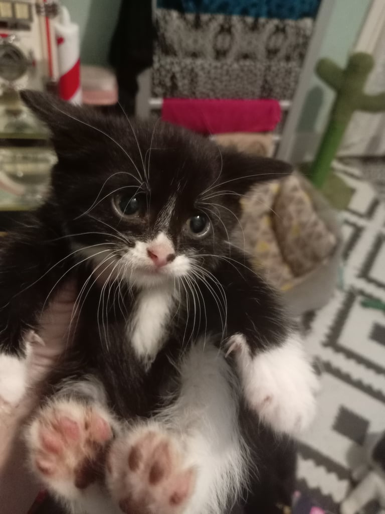 Kittens for sale