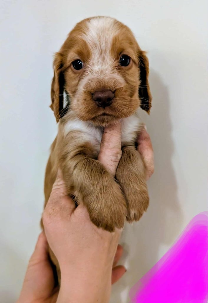 Stunning litter of Cocker Spaniel Puppies
