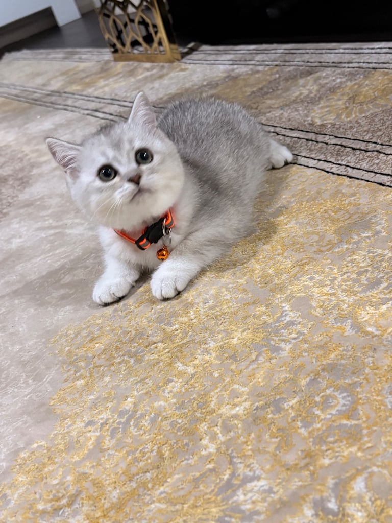 Kitten 