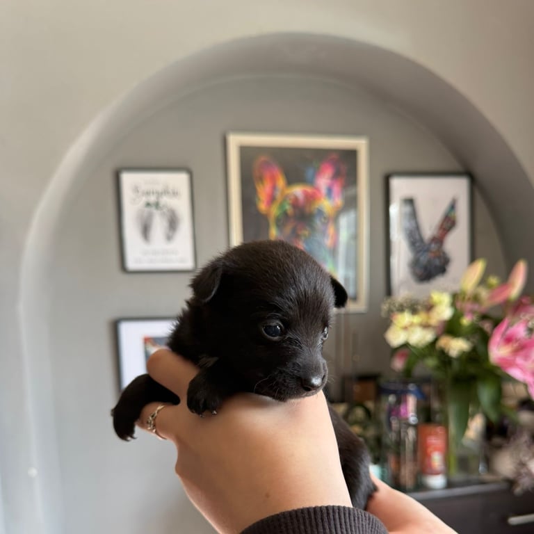 9 * 1 girl left *beautiful dachshund cross pom puppies 