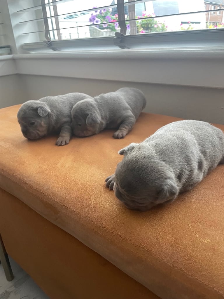 French bulldog puppies