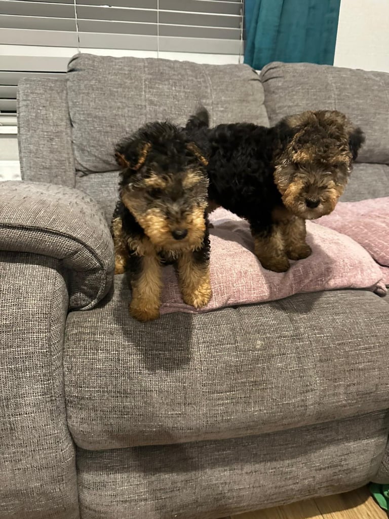 Beautiful Black and Tab Lakeland Pups 