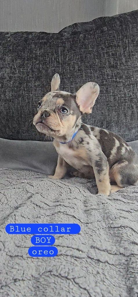 KC unique french bulldog puppies