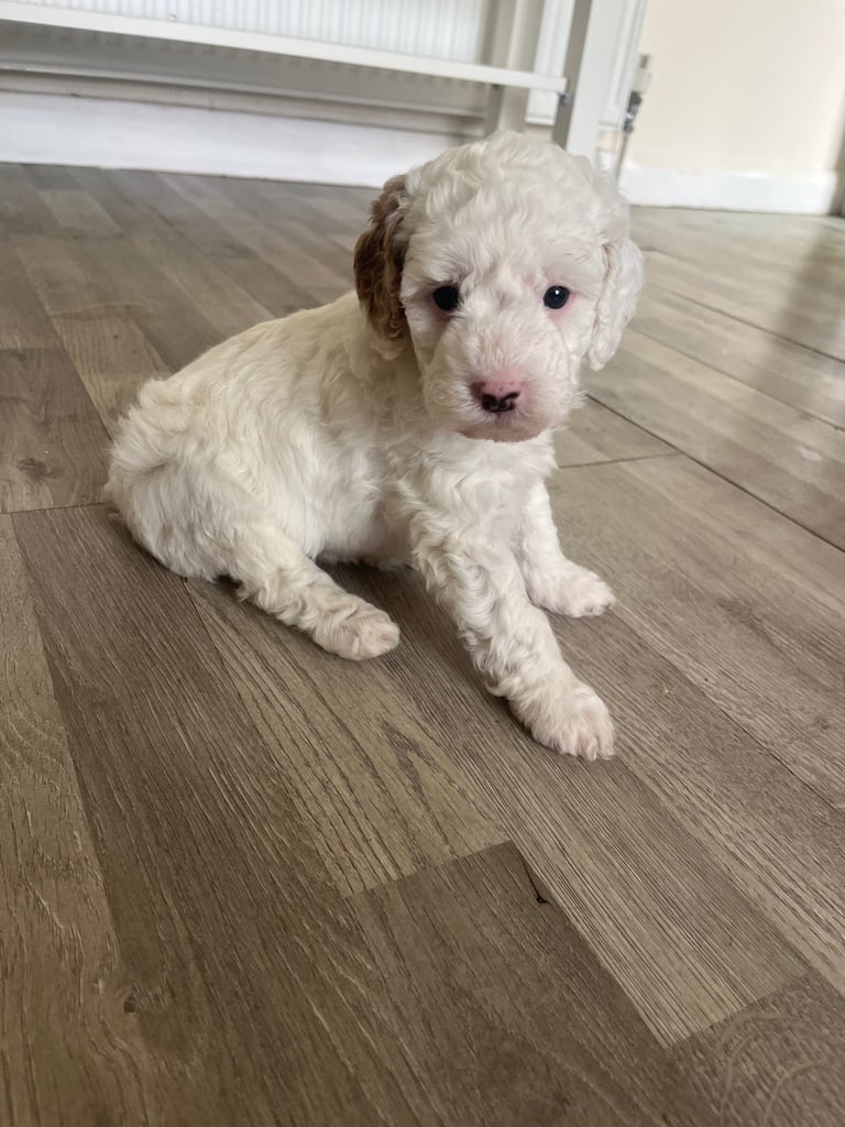 Beautiful Cavapoochon Puppies
