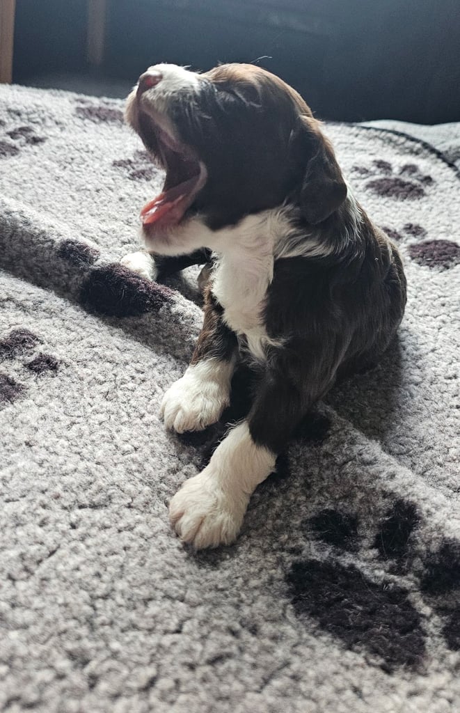 Miniature Cockerpoo Puppys