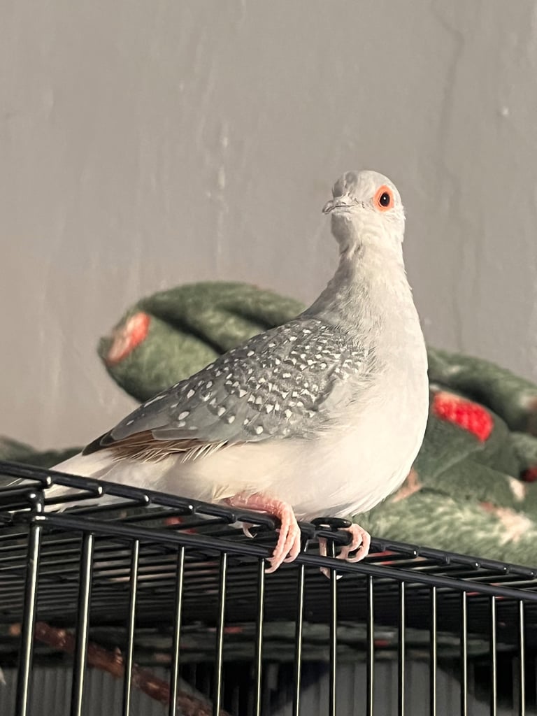 image for Diamond doves