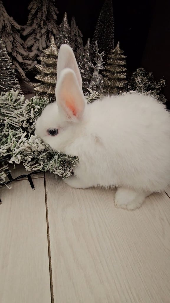 Dwarf house rabbit
