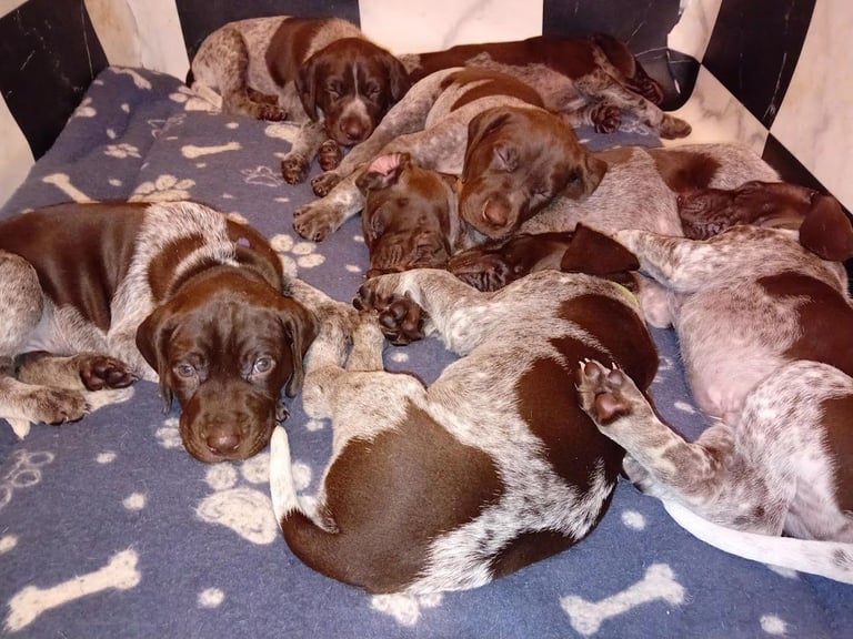 Amazing Pointer Puppies For Sale Excellent Pedigree