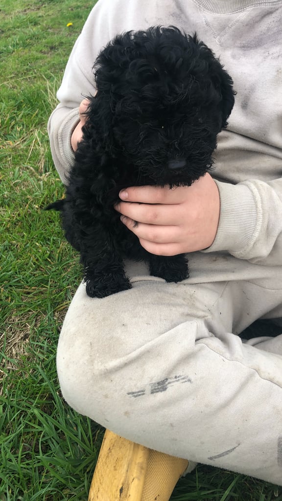 Poodles ready to leave now!