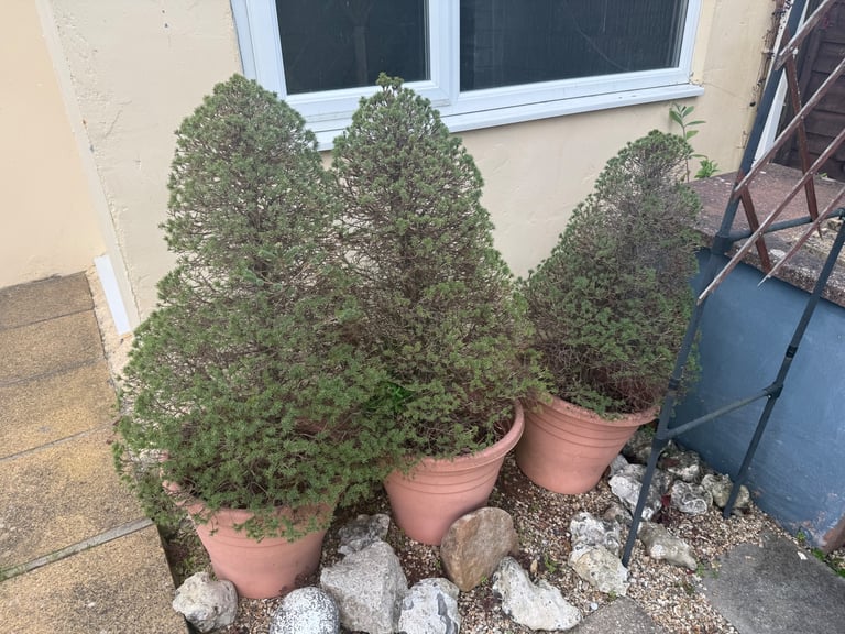 Free - 3 x Trees in Pots 