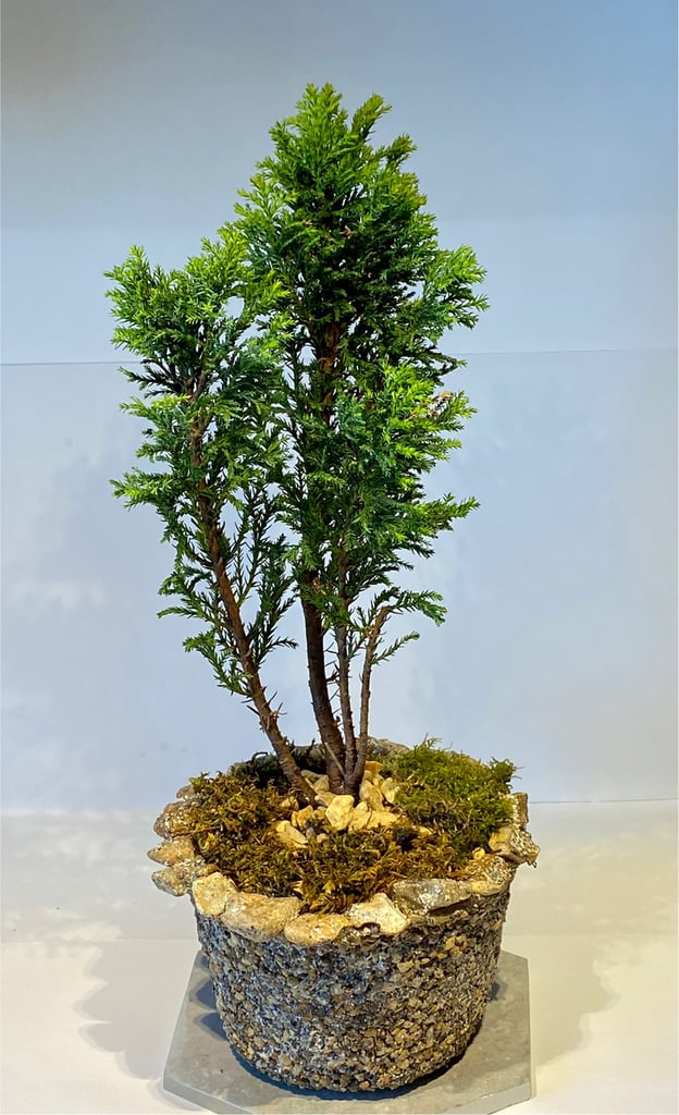 Evergreen Cypruss starter bonsai gravel and rimmed with stone.