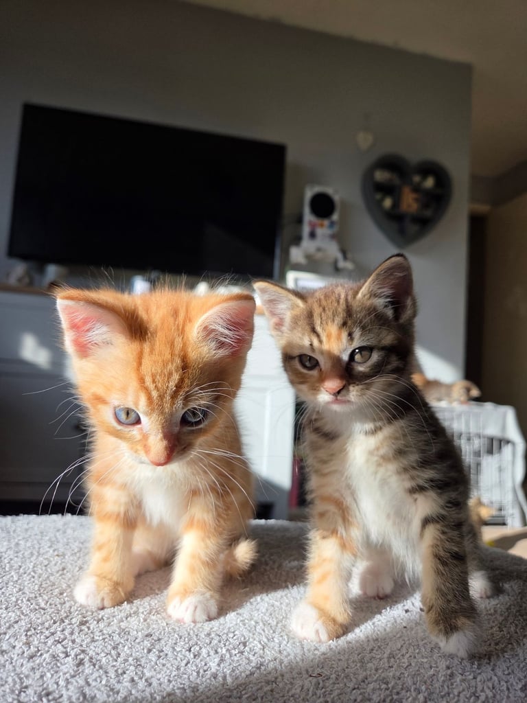 Forever homes wanted