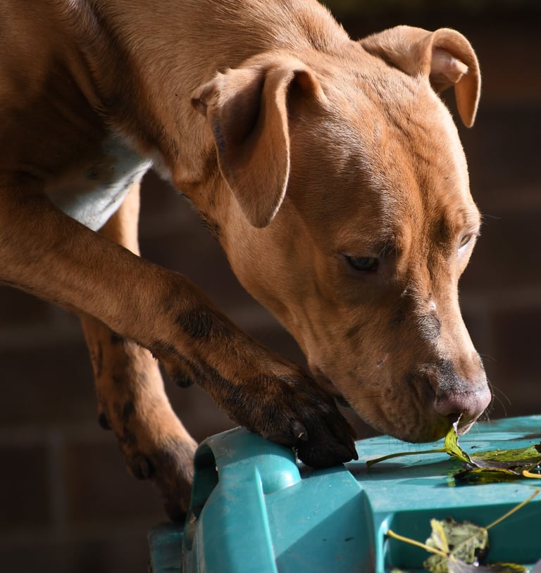 Lurcher Mix Pup age 6 months