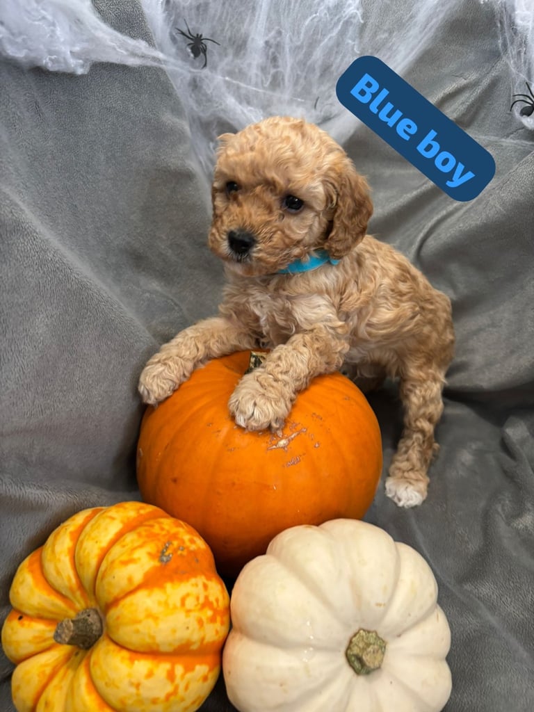 CAVAPOOCHON PUPPIES!!