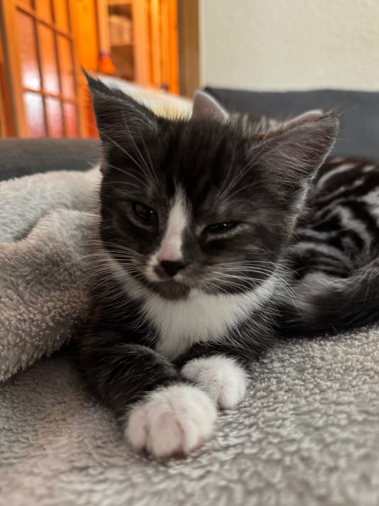 Maine Coon Mix Kittens - All Sold Now