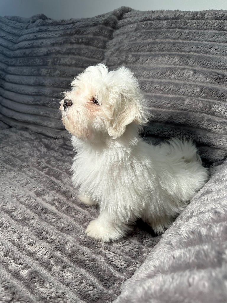 image for Maltese Puppies Last One BOY