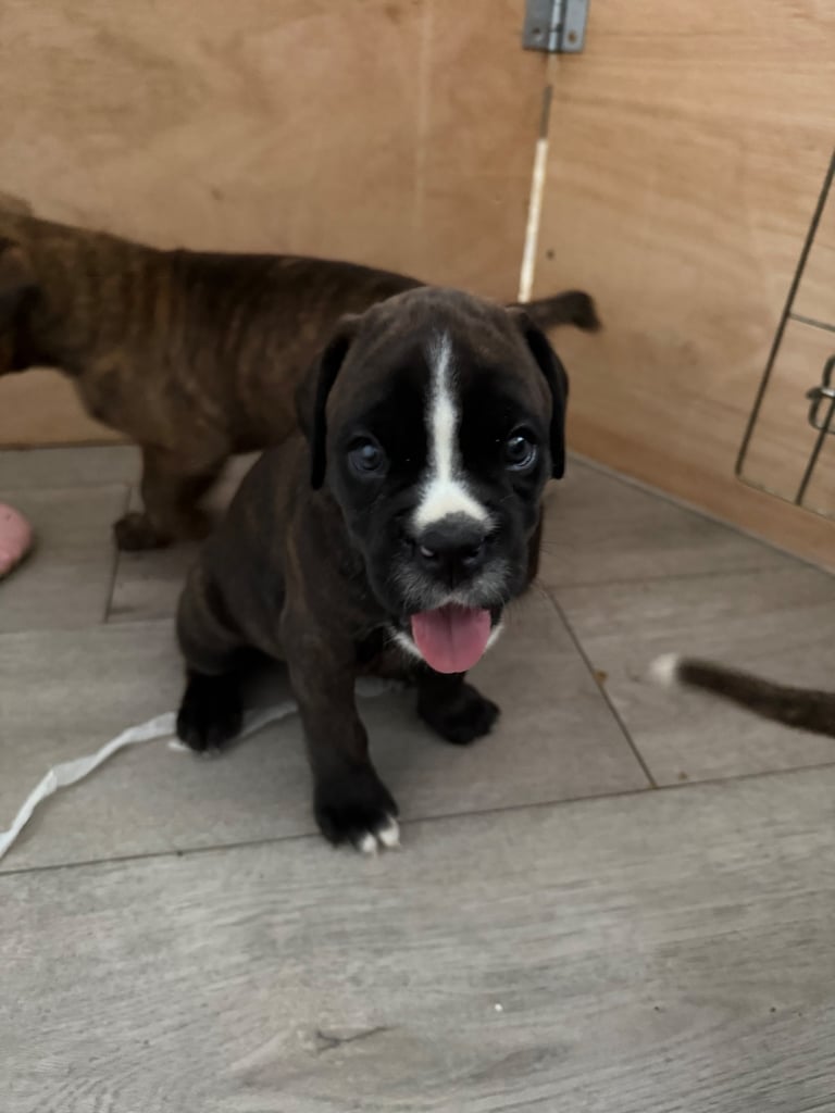 KC Boxer puppies - bobtail & longtail 🐶🩷💙