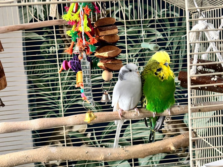 Budgies ane cage 