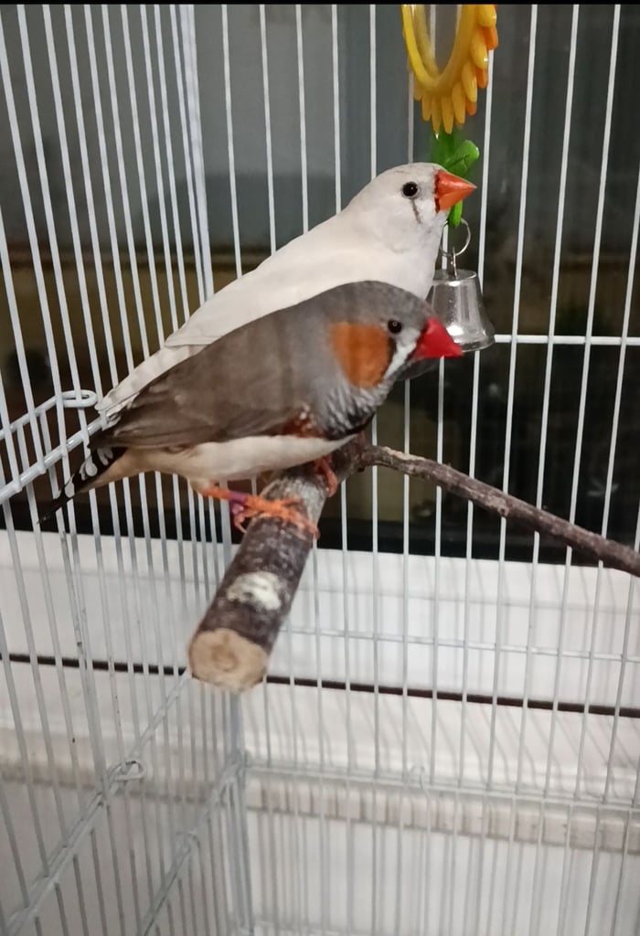 image for Zebra Finches