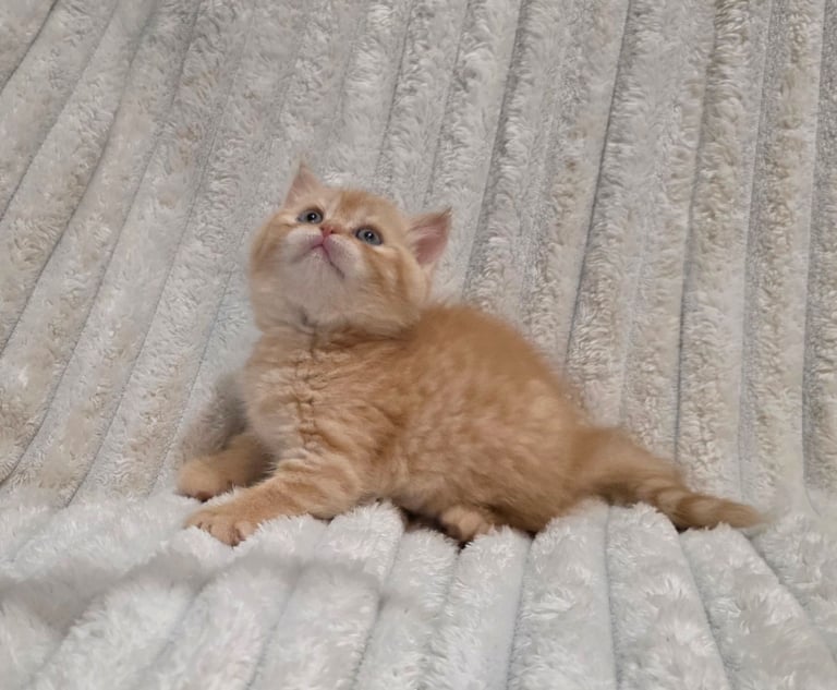  Unusual marked pure British shorthair kittens 