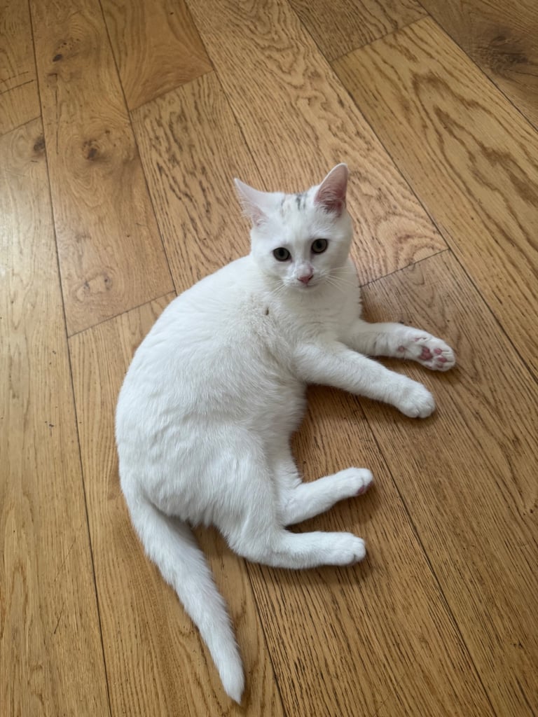 white kitten