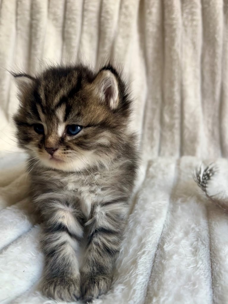 4 stunning kittens to be reserved 