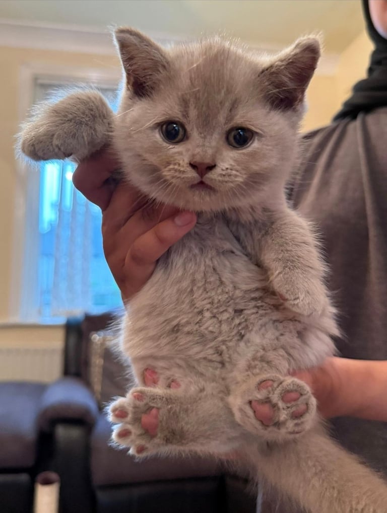 British Shorthair Kittens for sale - Pedigree Lilac and Blue
