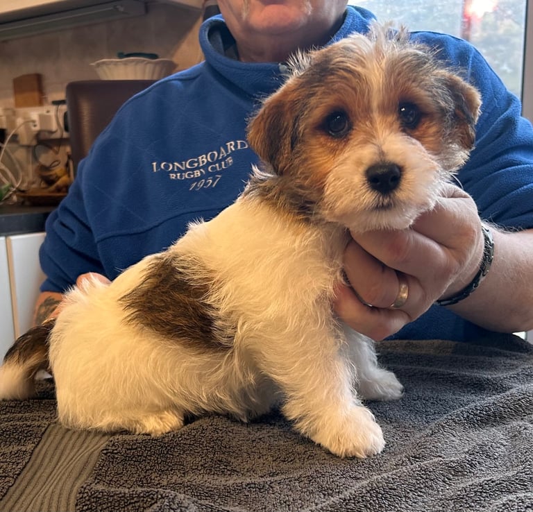 Outstanding Pedigree Jack Russell Puppies