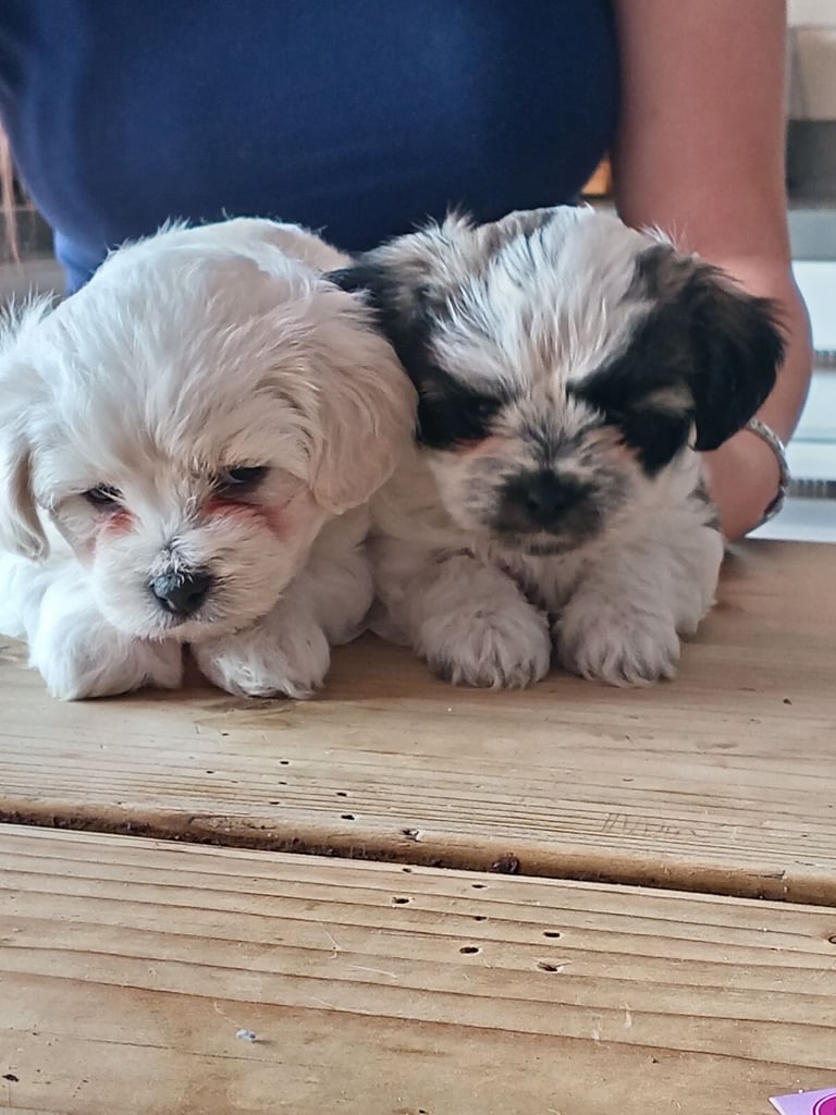 Puppies looking for a good home 