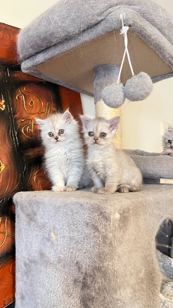 Ready to go Persian kittens 