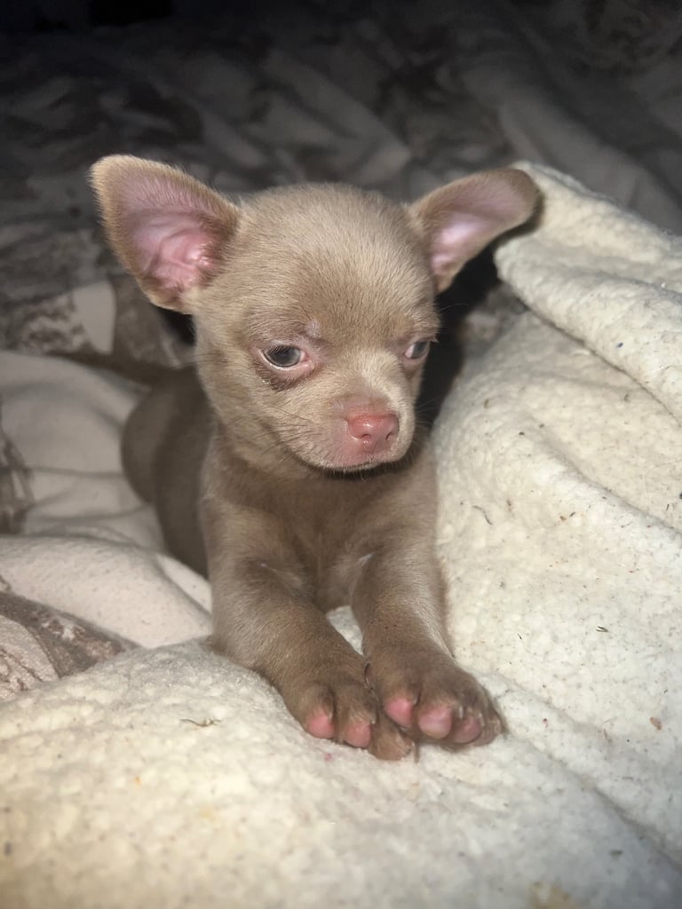 Chihuahua pup 