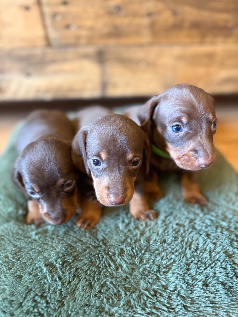 **Ready to leave now** 2 miniature dachshund boys