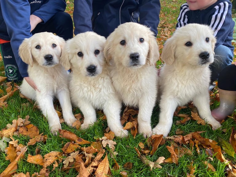 Golden retrievers 
