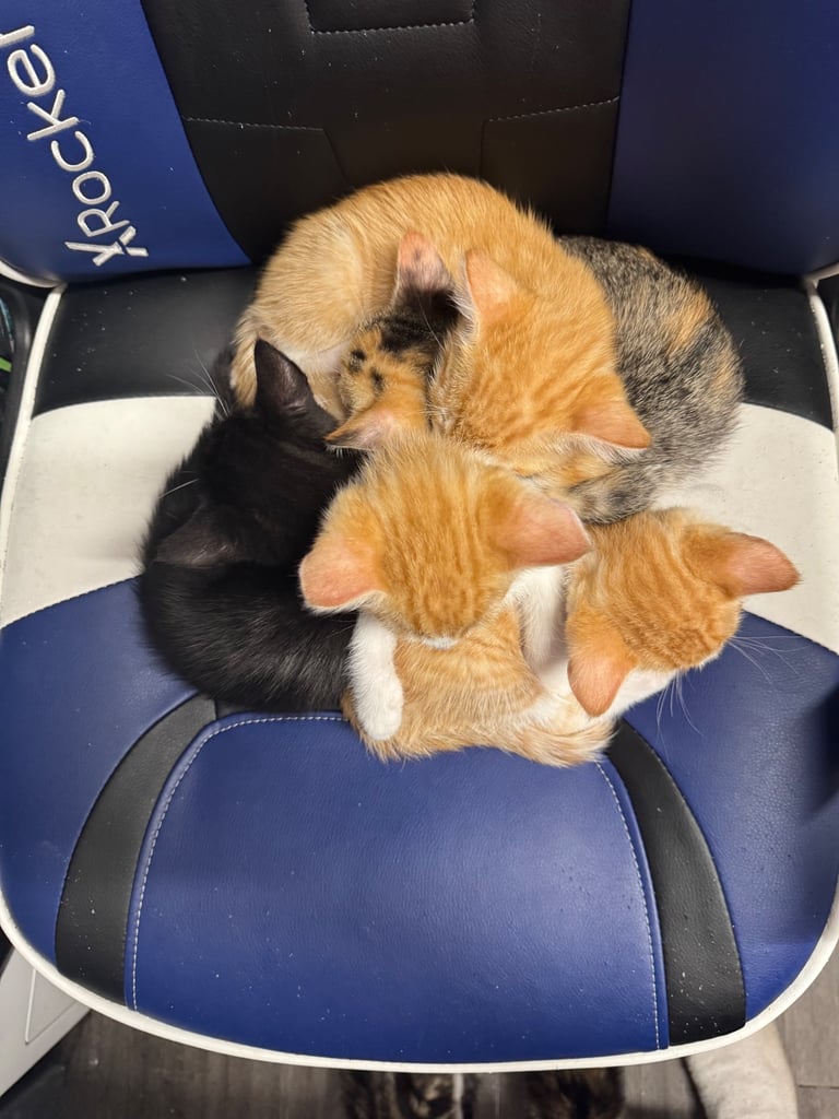 6 beautiful kittens ready to go 