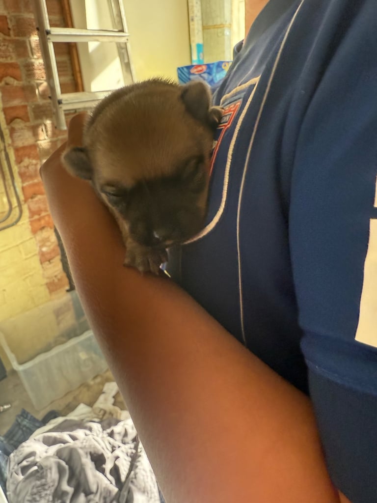 PUPPIES FOR SALE