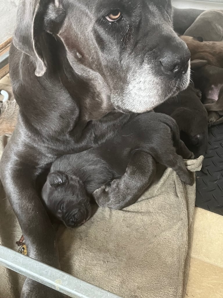 Cane Corso × Belgian Malinois Puppies 3/4 left 