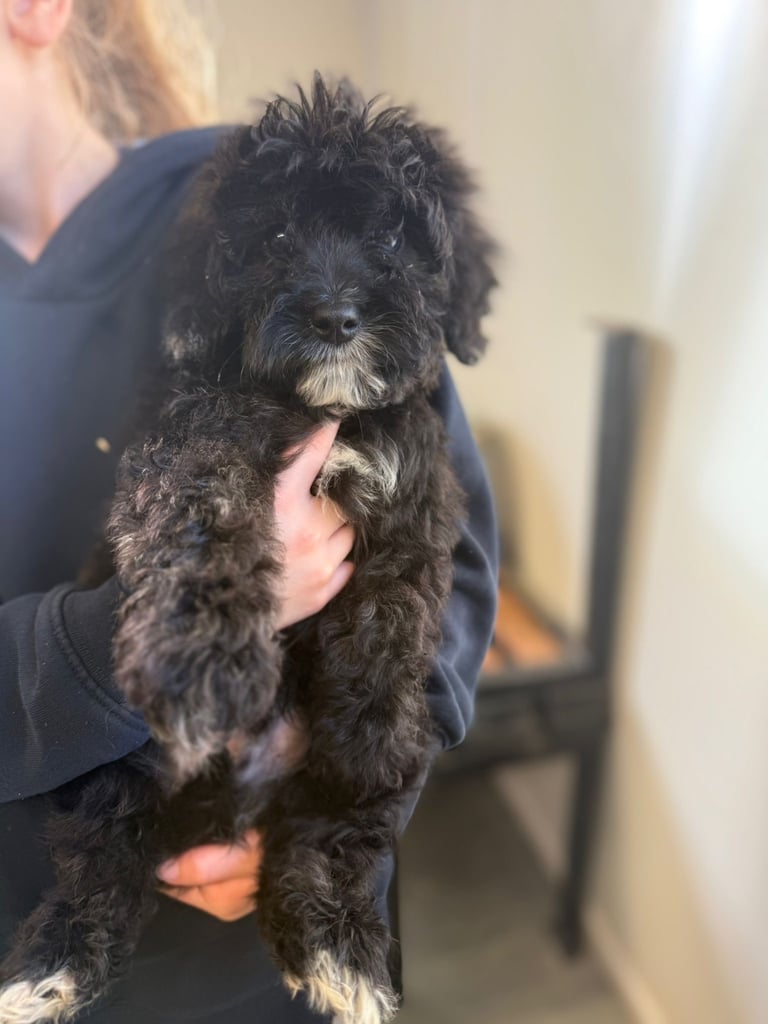 🖤Beautiful curly cavapoo boy 🧸