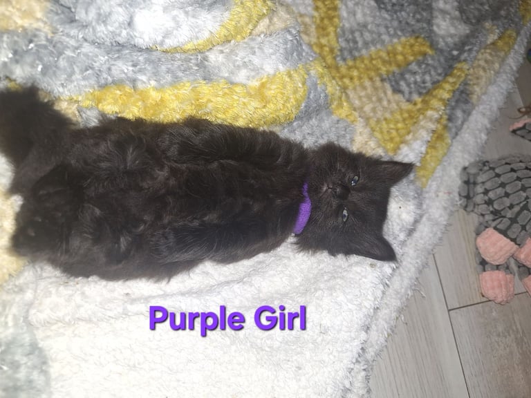 ** ALL RESERVED **5 fluffy black kittens with hints of grey