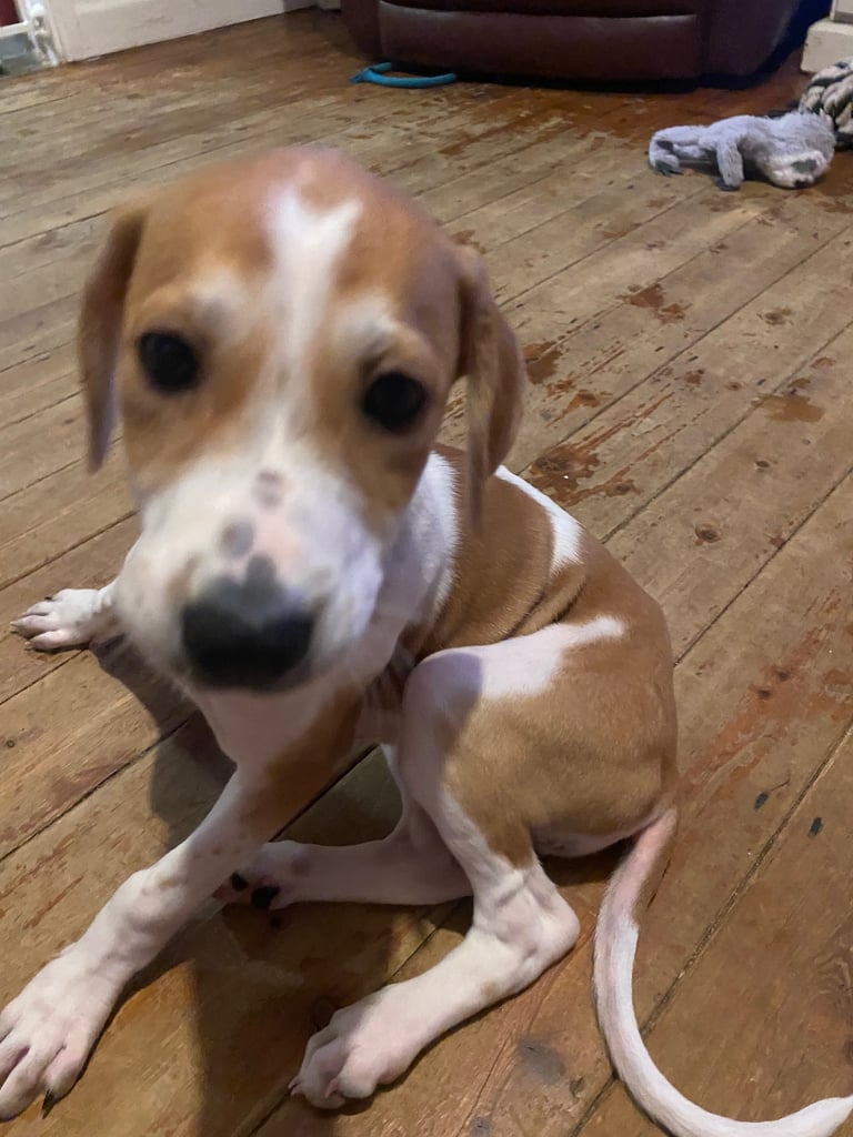 Lurcher pups