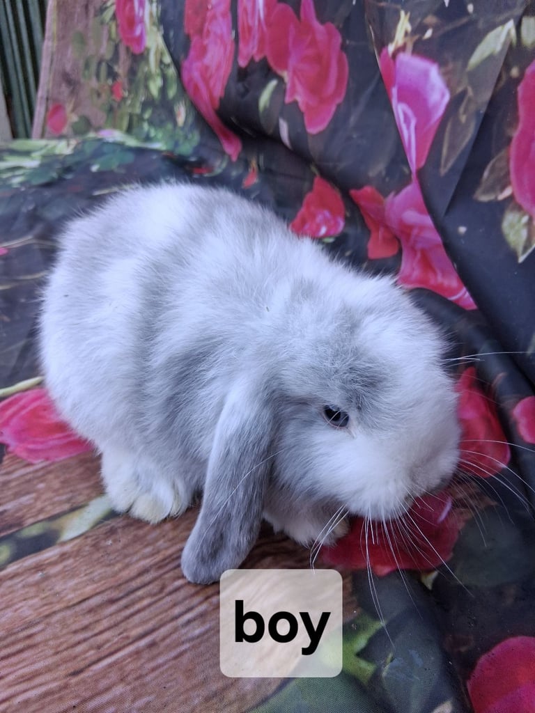 Mini lop baby rabbits
