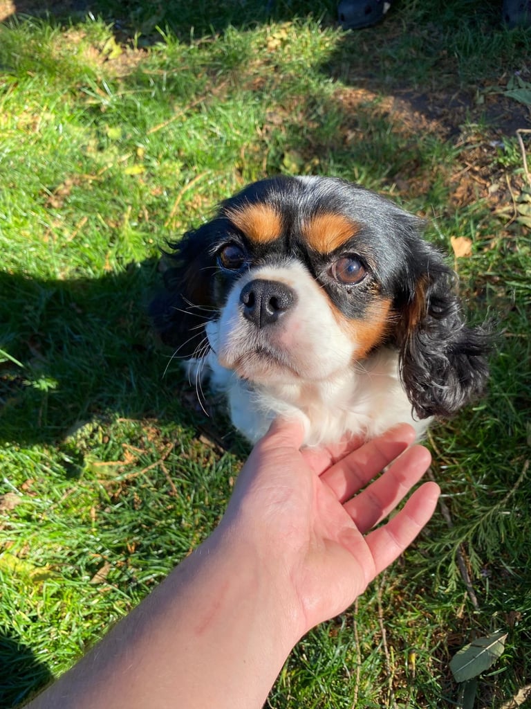 King Charles